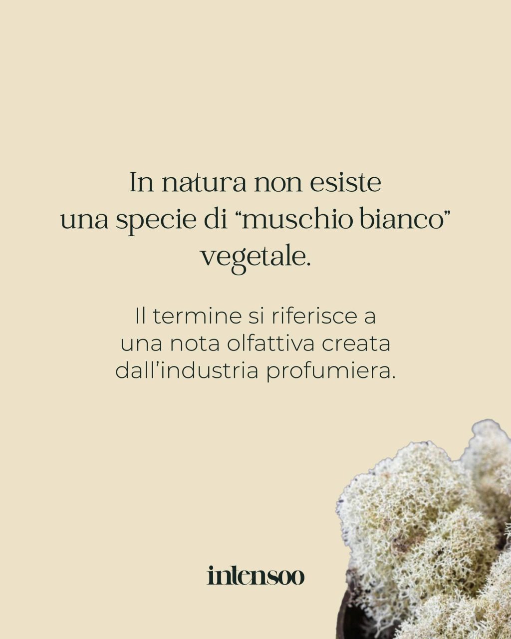 Instagram post from intensoopremiumparfum. This post is in position 1.